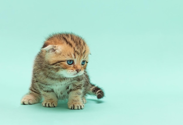 Lindo gatito juguetón esponjoso sentado sobre un fondo azul