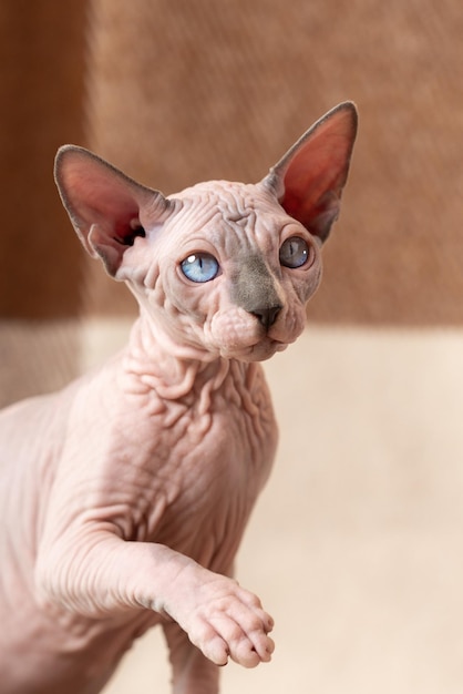 Lindo gatito macho sin pelo Sphynx con pata levantada sobre fondo beige y marrón a cuadros