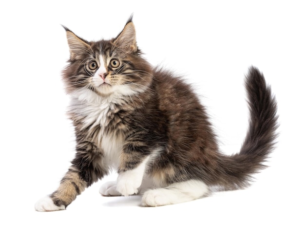 Lindo gatito de Maine coon