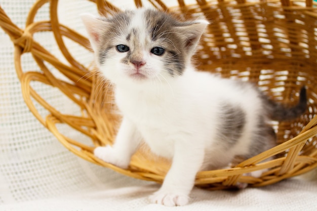 Lindo gatito manchado blanco en una canasta de paja de mimbre