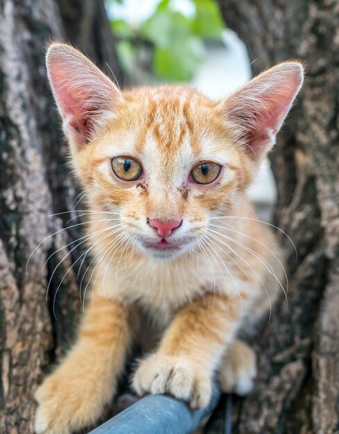 Un lindo gatito marrón dorado juega al acróbata con una barra de metal en un árbol al aire libre en el patio trasero