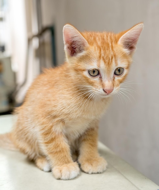 Un lindo gatito marrón dorado se sienta en un patio trasero desordenado bajo un enfoque selectivo de luz natural en el ojo