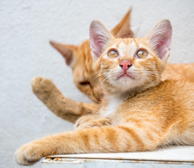 Un lindo gatito marrón dorado vive con su gata madre, relájese en el patio trasero al aire libre y concéntrese en su ojo