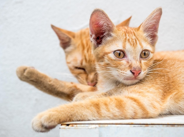 Un lindo gatito marrón dorado vive con su gata madre, relájese en el patio trasero al aire libre y concéntrese en su ojo