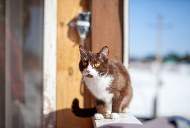 Un lindo gatito marrón y esponjoso se sienta en una valla de madera en invierno