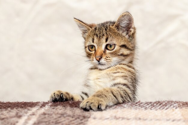 Un lindo gatito mira fuera de la mesa, un gatito con una mirada inquisitiva.