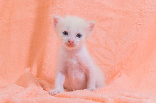 Un lindo gatito en un montón de telas