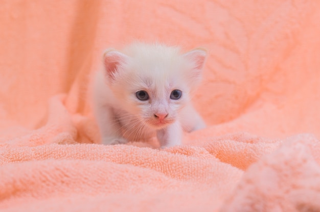 Un lindo gatito en un montón de telas