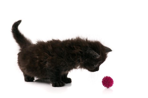 Un lindo gatito negro aislado sobre un fondo blanco