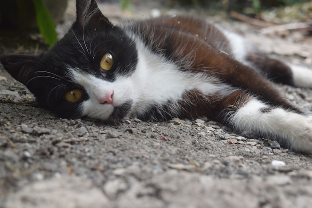 Lindo gatito negro durmiendo en la calle