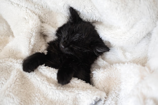 Lindo gatito negro sobre fondo blanco.