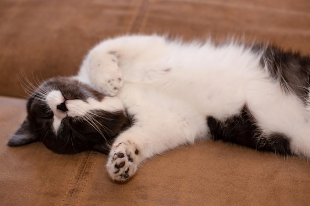 Un lindo gatito o gato blanco y negro está durmiendo dulcemente en el sofá