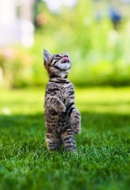 Lindo gatito en pasto verde