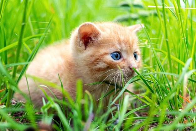 Lindo gatito pelirrojo en el jardín entre la hierba verde