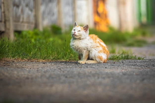 Lindo gatito pequeño en la calle hermosa foto de retrato