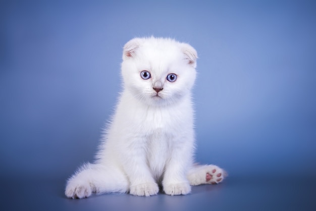 Lindo gatito de punto de color plateado de pelo corto de scottish fold con ojos azules.