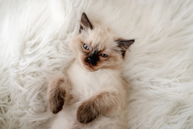 Lindo gatito ragdoll esponjoso con hermosos ojos azules acostado en la cama