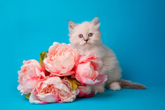 Lindo gatito con un ramo de flores en un estudio de fondo azul disparando