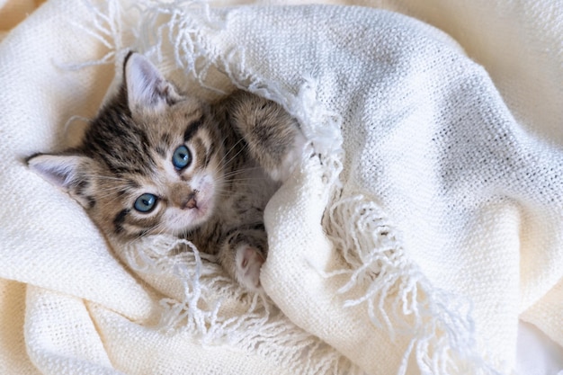 Lindo gatito rayado acostado cubierto con una manta de luz blanca en la cama Mirando a la cámara Concepto de mascotas adorables