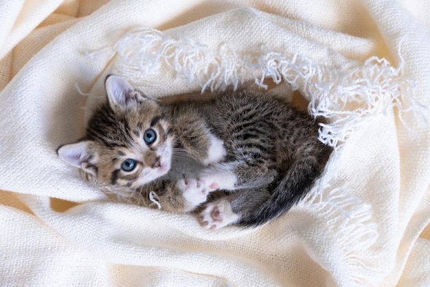 Lindo gatito rayado acostado cubierto con una manta de luz blanca en la cama Mirando a la cámara Concepto de mascotas adorables