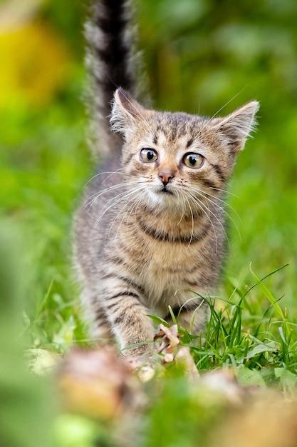 Lindo gatito rayado camina en el jardín sobre la hierba verde