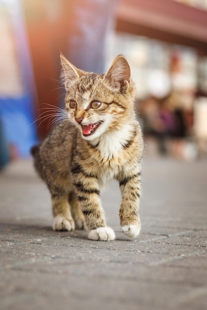 Lindo gatito rayado marrón sin hogar asustado sentado en la acera en el fondo de la multitud de la gran ciudad