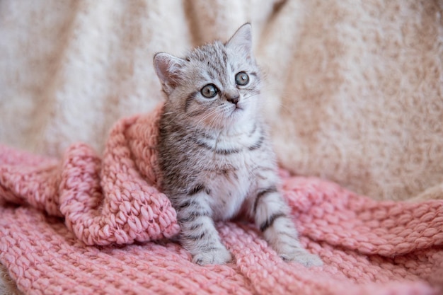 Un lindo gatito de raza británica está sentado envuelto en una manta tejida