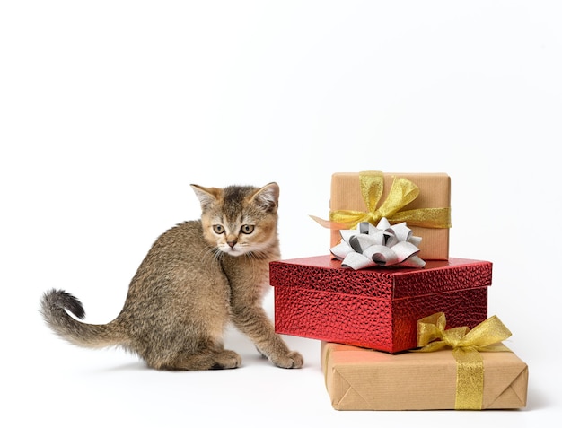 Lindo gatito raza recta escocesa chinchilla dorada sobre un fondo blanco y cajas con regalos, fondo festivo