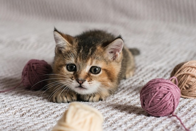 Lindo gatito recto escocés jugando con bolas de hilo