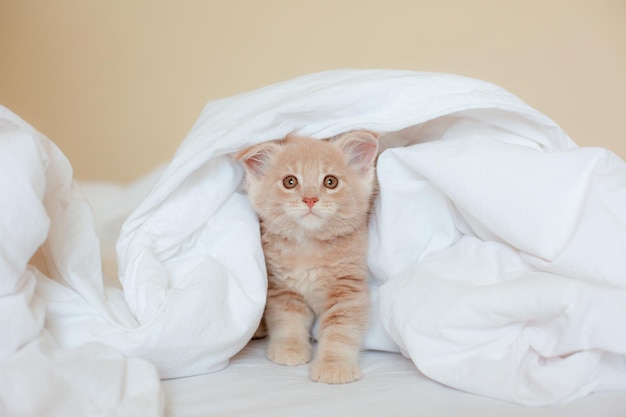 Lindo gatito rojo envuelto en una manta blanca gatito maine coon