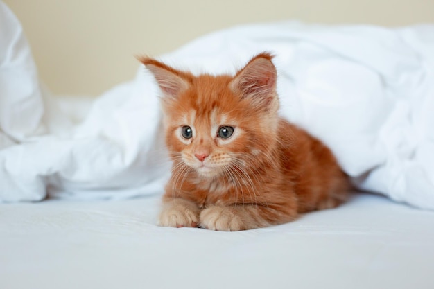 Lindo gatito rojo envuelto en una manta blanca gatito maine coon