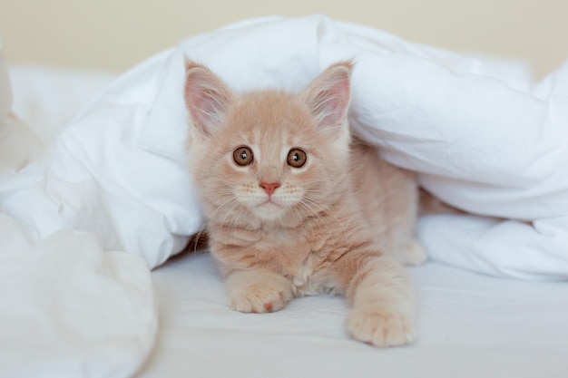 Lindo gatito rojo envuelto en una manta blanca gatito maine coon