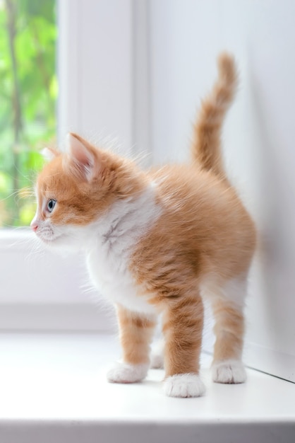 Lindo gatito rojo esponjoso en un alféizar blanco en casa