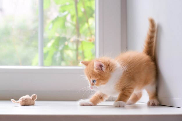 Lindo gatito rojo esponjoso con un ratón de juguete