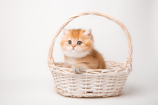 lindo gatito rojo esponjoso sentado en una canasta sobre un fondo blanco