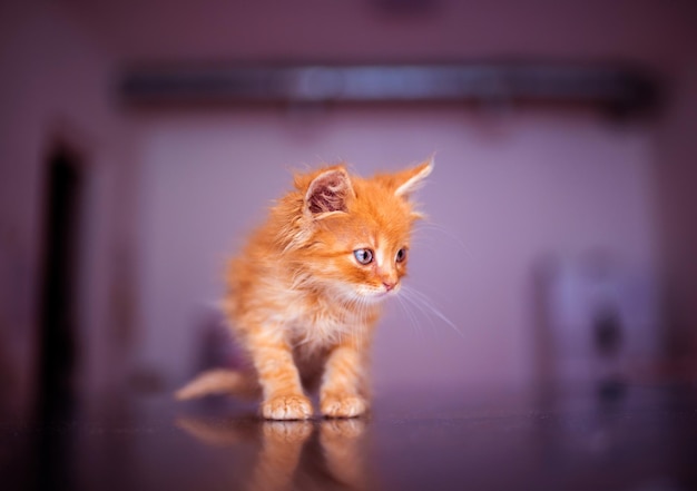 Lindo gatito rojo con increíbles ojos azules Hermoso retrato Mundo animal