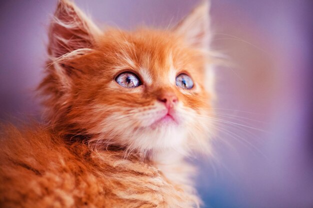 Foto un lindo gatito rojo con increíbles ojos azules hermoso retrato mundo animal