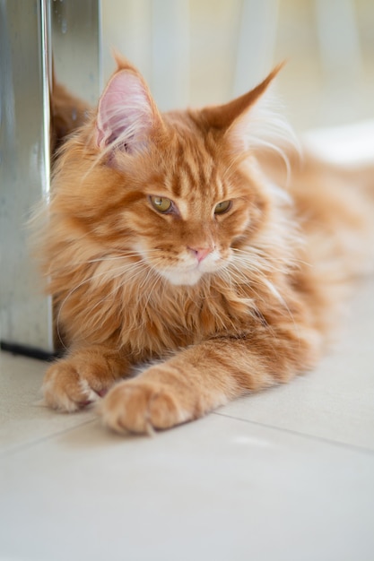 Lindo gatito rojo de Maine Coon tirado en el suelo. Fotografía de cerca