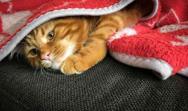 Lindo gatito rojo Maine Coon