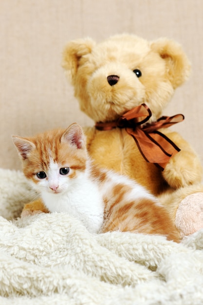 Lindo gatito rojo con osito de peluche