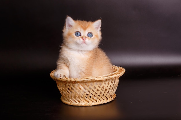 lindo gatito rojo de raza británica en un fondo negro