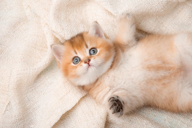 un lindo gatito rojo sobre un fondo azul está envuelto en una manta beige, vista superior