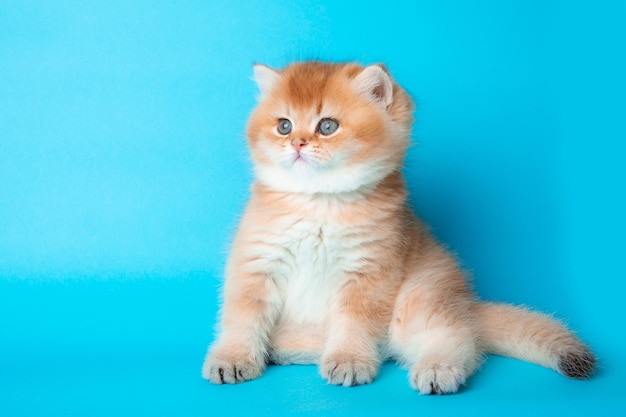 Lindo gatito rojo sobre un fondo azul gatito esponjoso mira a la cámara en la vista frontal de fondo azul