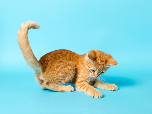 Lindo gatito rojo sobre fondo azul. Mascota juguetona y divertida. Copie el espacio.