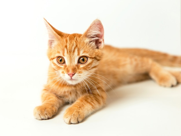 Lindo gatito rojo sobre un fondo blanco. Mascota juguetona y divertida. Copie el espacio.