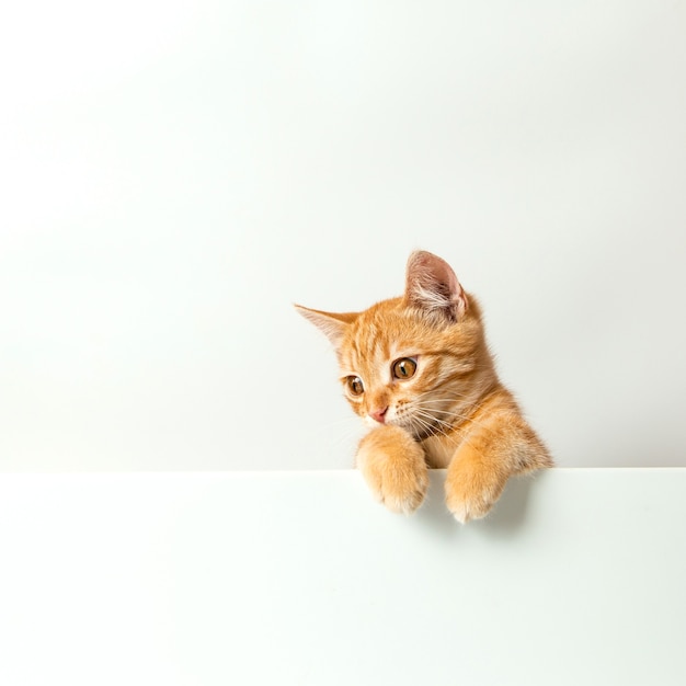 Lindo gatito rojo sobre un fondo blanco. Mascota juguetona y divertida. Copie el espacio.