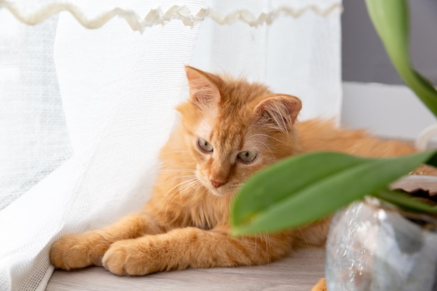 Un lindo gatito rojo yace en el suelo cerca de la ventana.