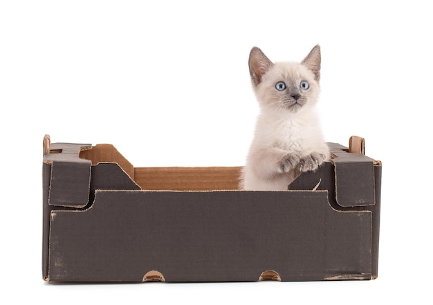 Lindo gatito sagrado de Birmania de 2 meses en una caja de cartón negra