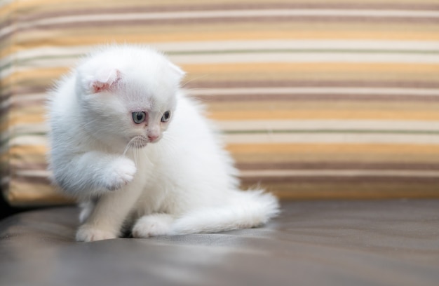 Lindo gatito Scottish fold blanco de pie en el sofá