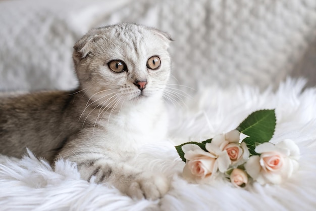 Lindo gatito Scottish Fold con delicadas rosas en una sábana blanca